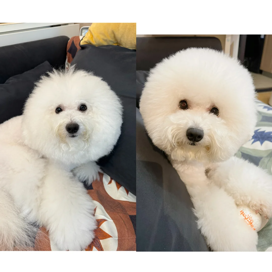 为什么小狗长大就没有以前可爱了呢