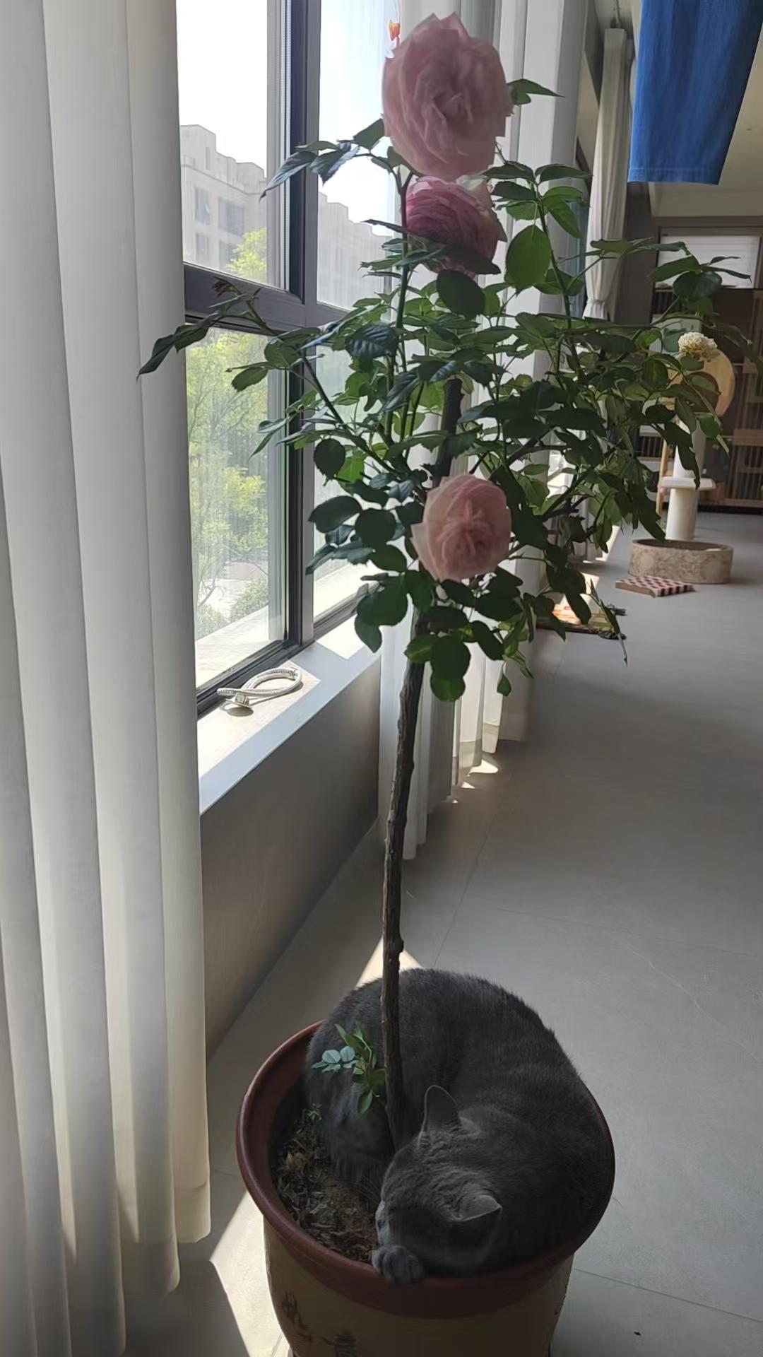 我家蓝猫淘气可真怪，居然自己钻花盆里睡觉去了！亲爱的友友们，您家里有这样的猫咪吗