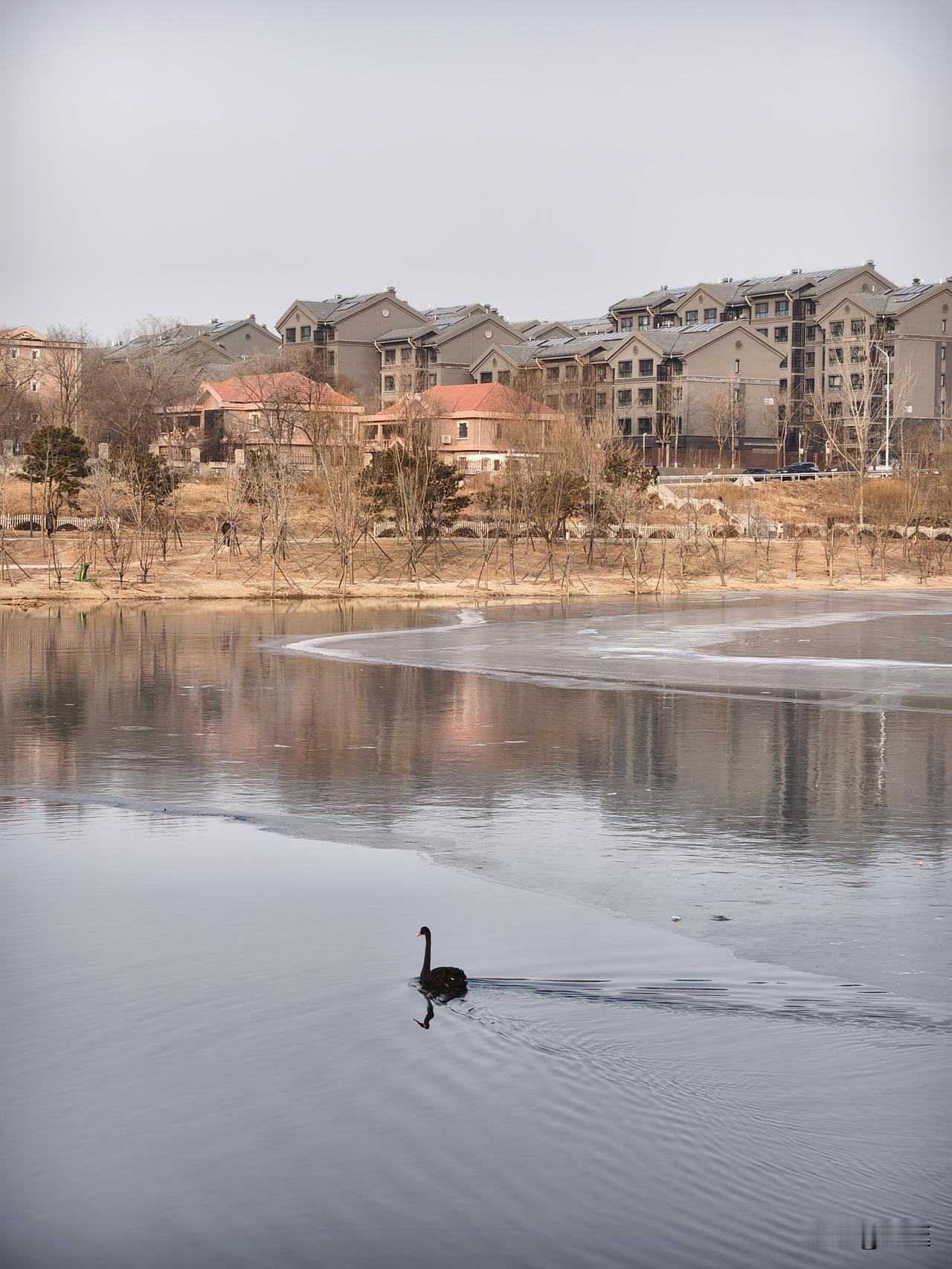 分享一张最近随手拍的照片昌平白浮泉公园随手拍，黑天鹅孵蛋以多日，很快就会孵化出小