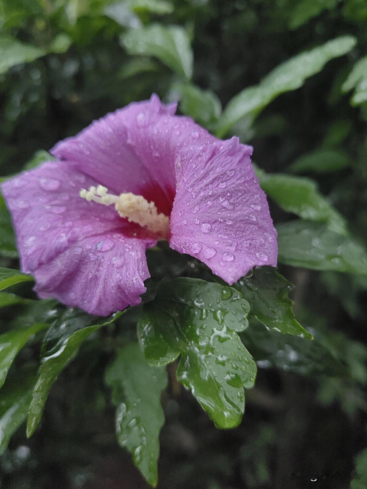 昨晚听着阵阵的雨声，
滴答滴答的入了梦境。

雨声阵阵治愈了心灵，
雨声助眠我入