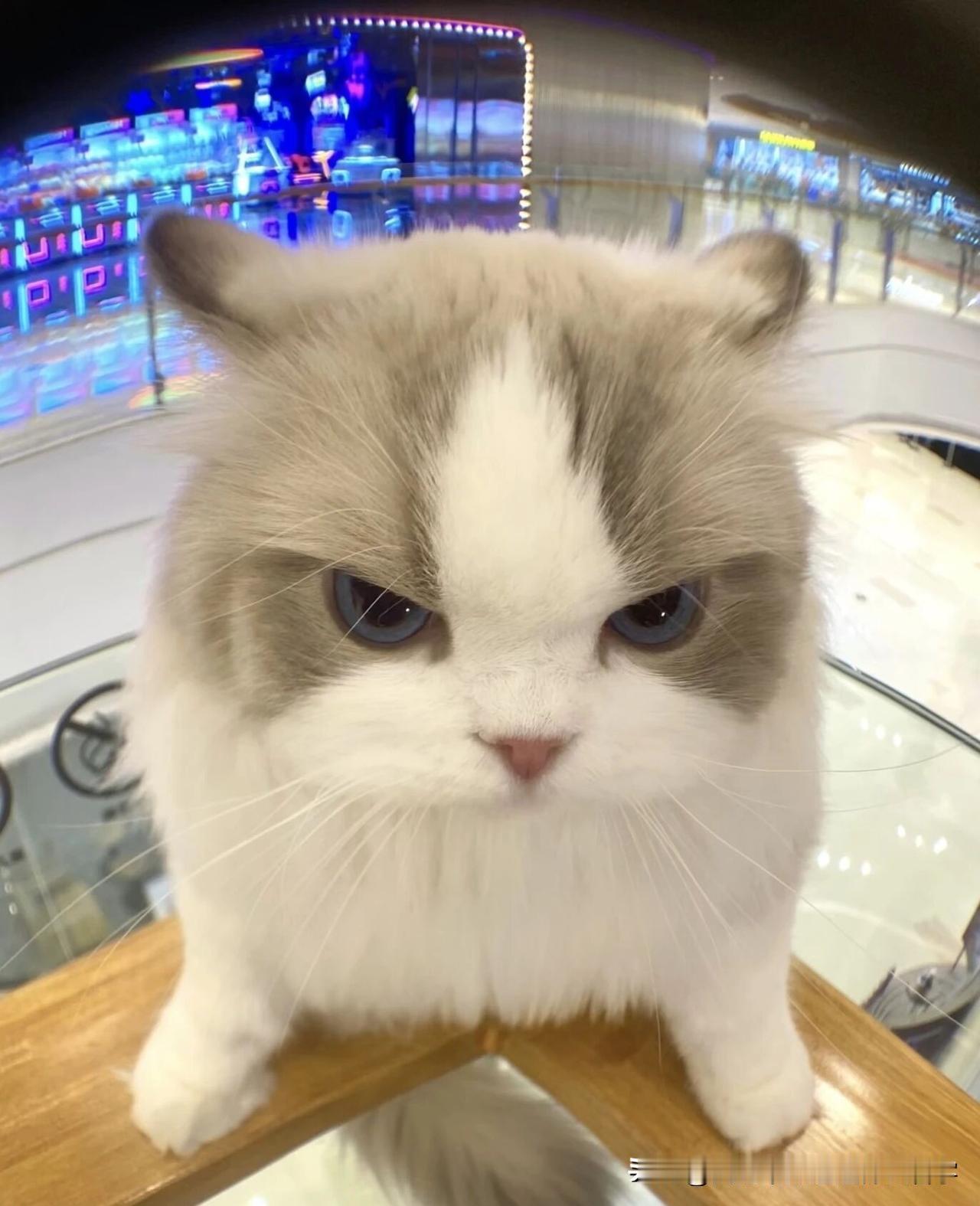 如果你也喜欢小猫，那么可以试试这个召唤喵星人的方法。

一般情况下，流浪猫喜欢躲