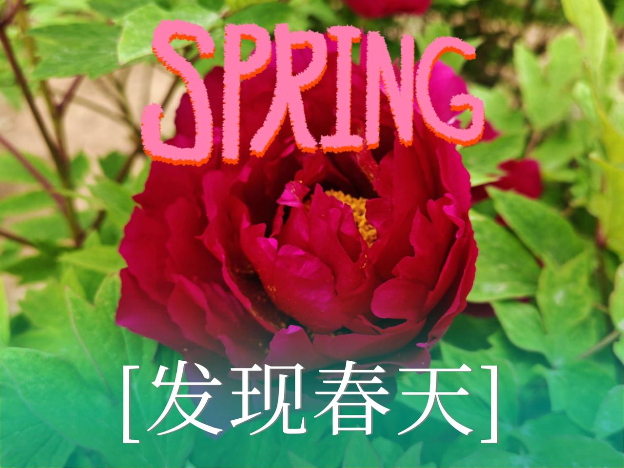 春天的牡丹，红得像燃烧的火焰，白得像初雪般纯净。每一朵都像是大自然精心绘制的油画