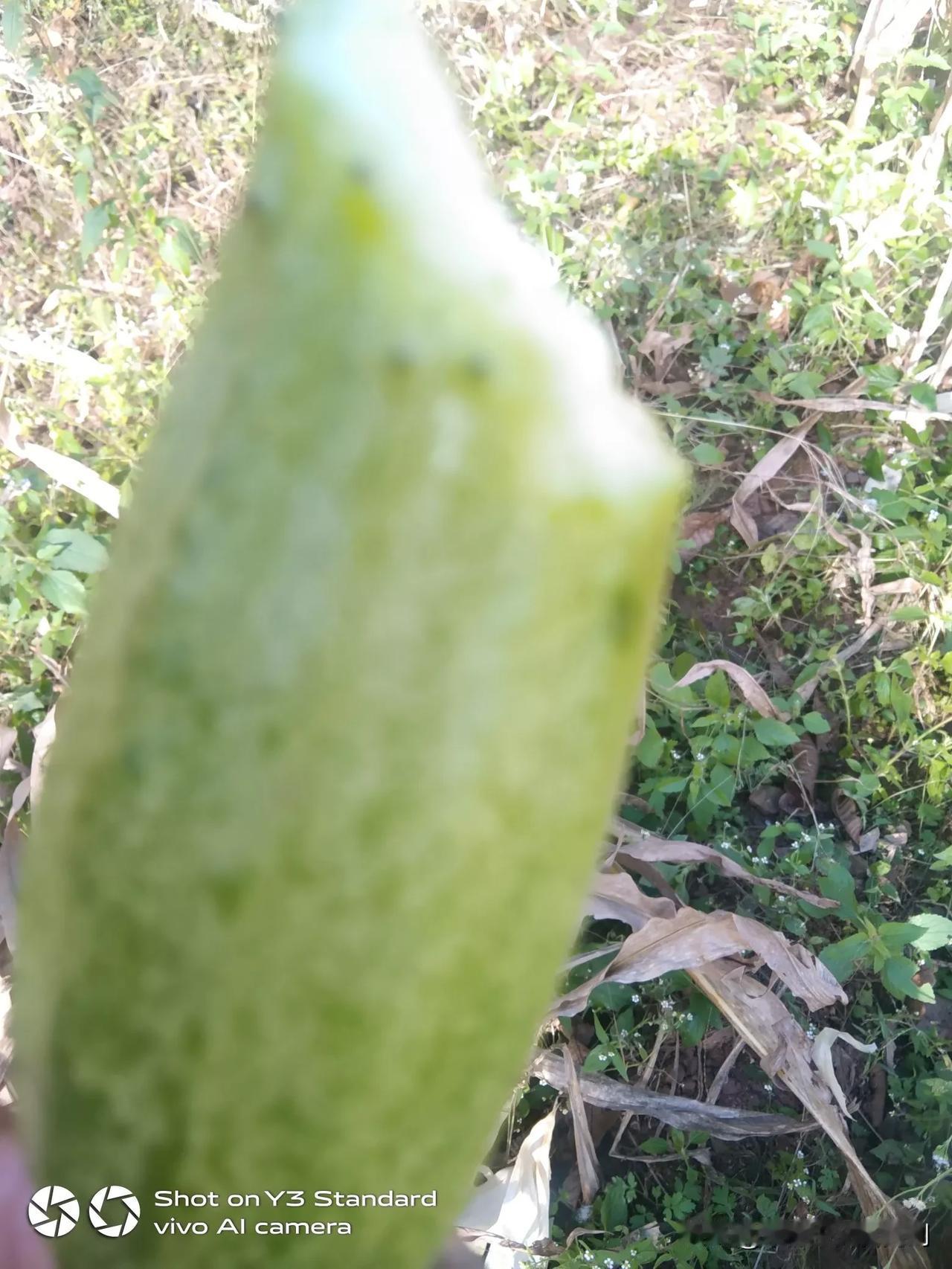 玉米地里，种的晚黄瓜，冬天里还岀来几个的，吃着又跪又甜，感觉比秋天的黄瓜都好吃了
