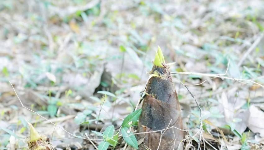 刚过去的这个周末，黄冈贾庙的山路上，私家车排了快两公里。

全是带娃来挖春笋、采