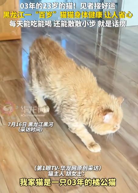 万物皆有灵！黑龙江黑河，一只2003年出生的猫咪如今已经23岁，换算成人的岁数就
