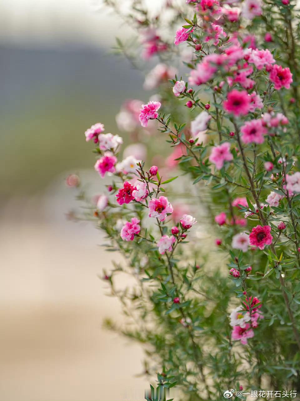 “后来我才知道，那不是我的花，我只是途经了它的盛放。”每一笔交易都是如此，那该多