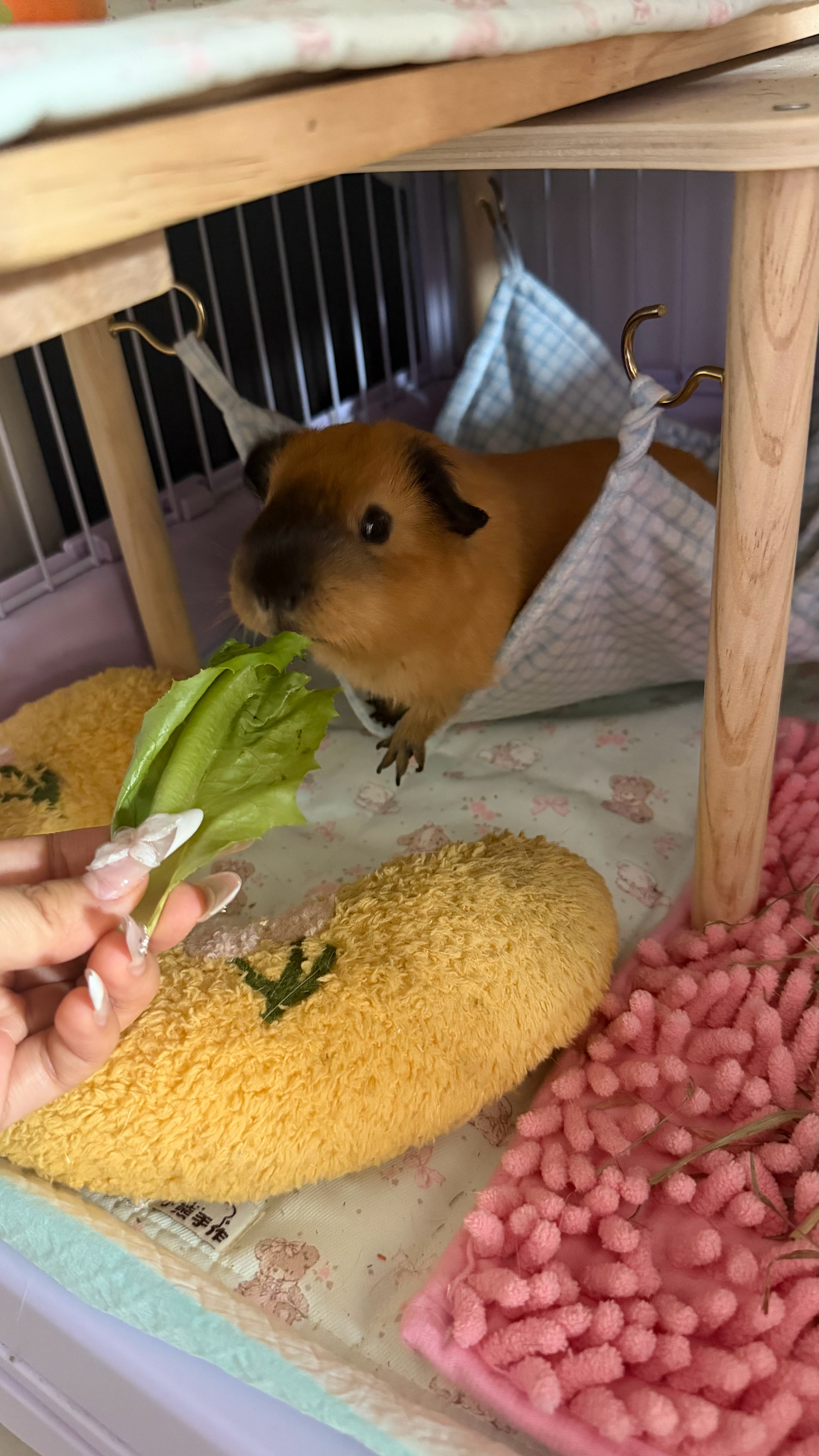 您的蔬菜质检员已上线🥬 ​​​