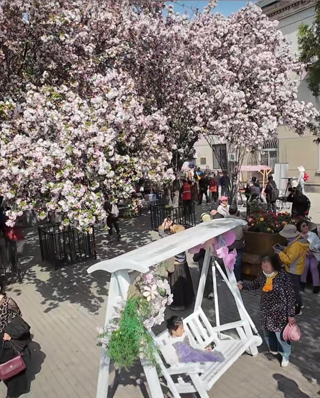 朋友们喜欢海棠花吗?