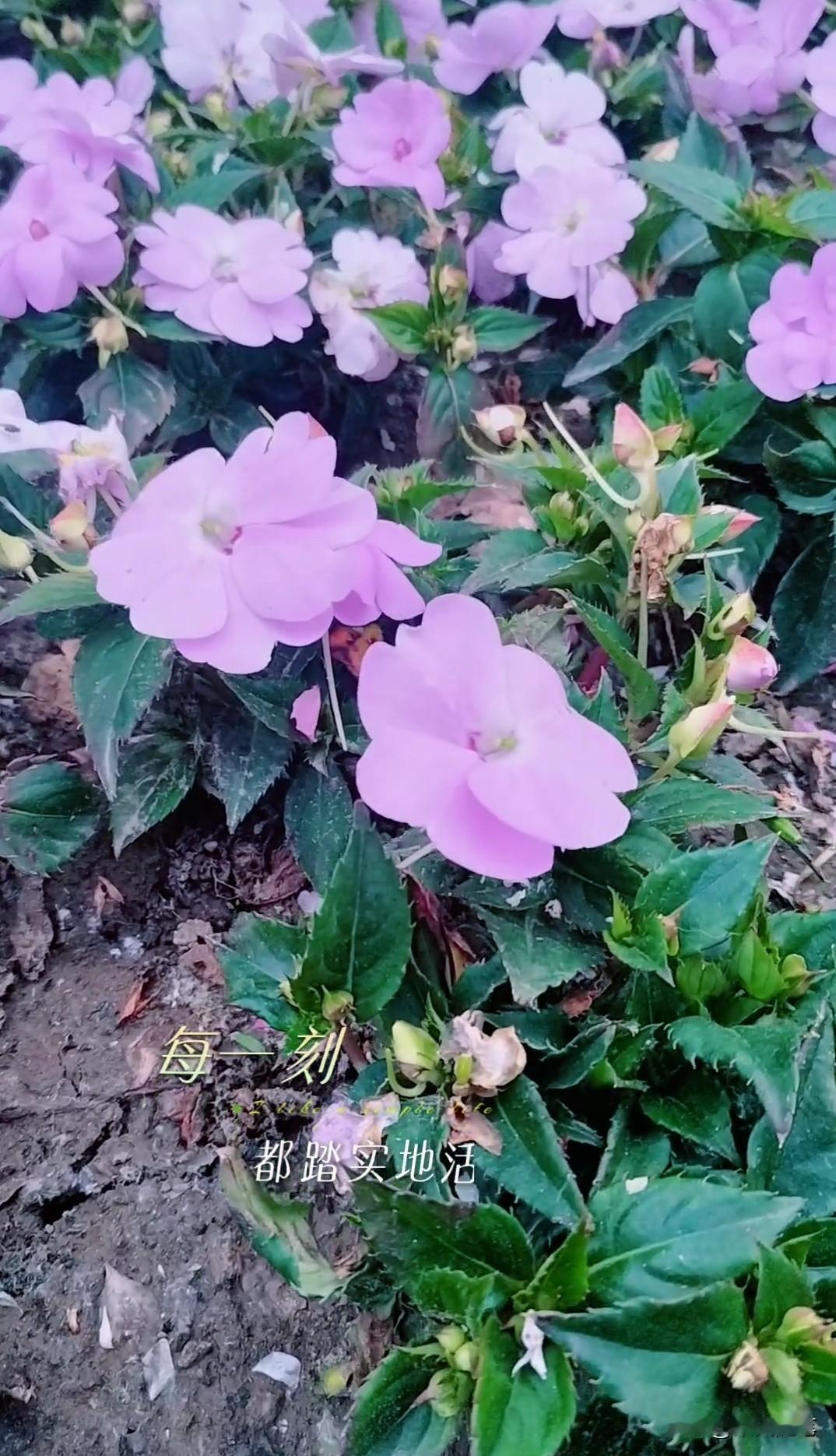 北京的凤仙花开了。
这种花的美与亮丽，
是许多人童年的记忆。
因为，
凤仙花有一