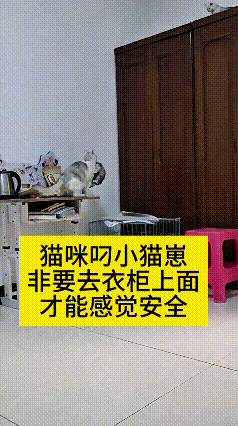 俺家这母猫真是奇葩得很，地上窝好好嘞不待，成天叼着小猫崽往衣柜顶上蹿。
在猫眼里