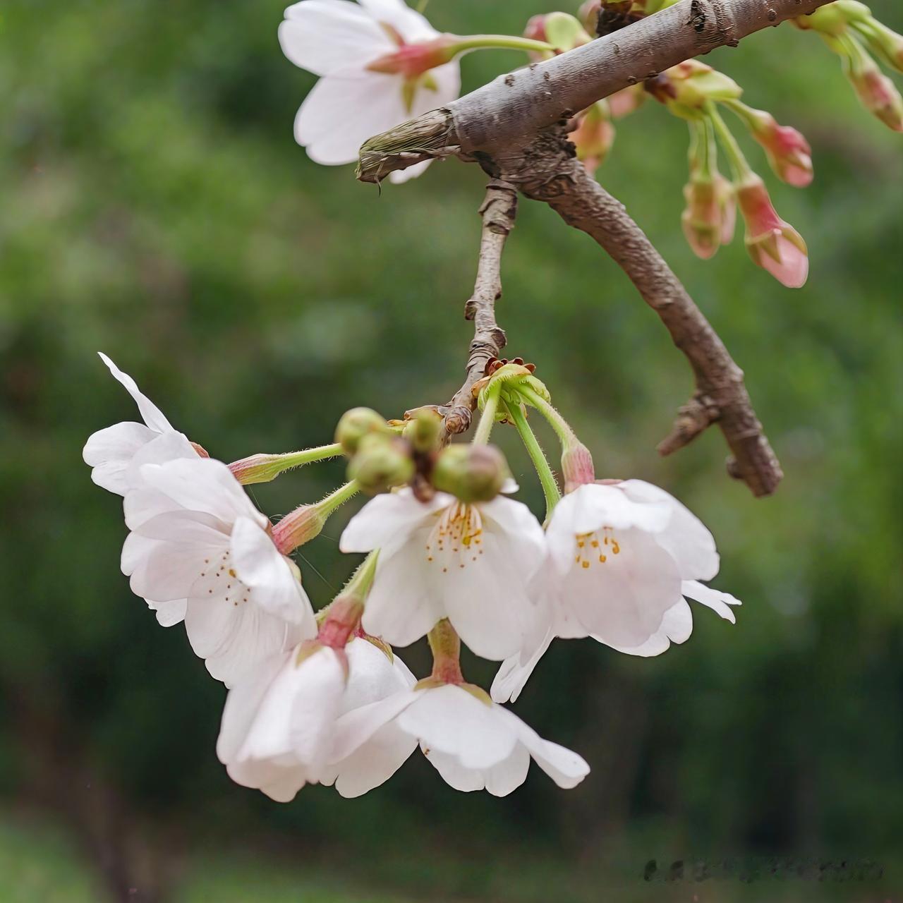 春日的美，就藏在那粉白相间的花枝里。在永川区来苏镇伍家坝，金黄的油菜花海中，美人