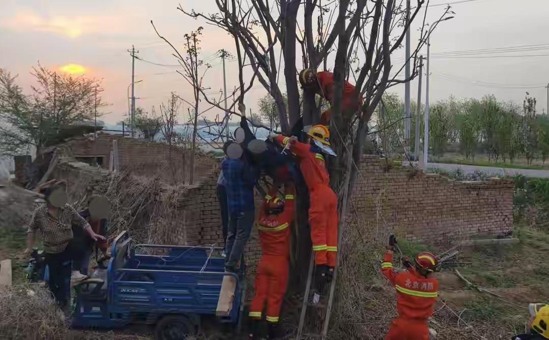 险！北京男子爬树摘香椿被卡倒挂7小时，生死救援终脱险，春日采摘别犯险！
 
春日