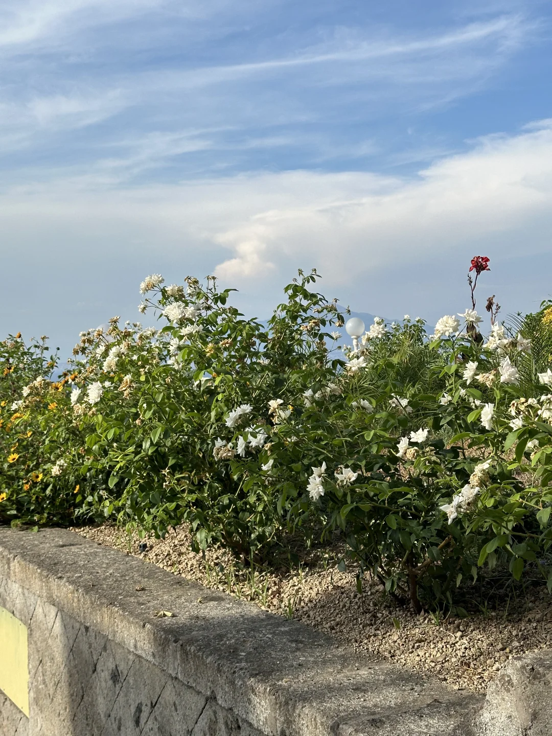 阳光赐予我金色的肌肤✨