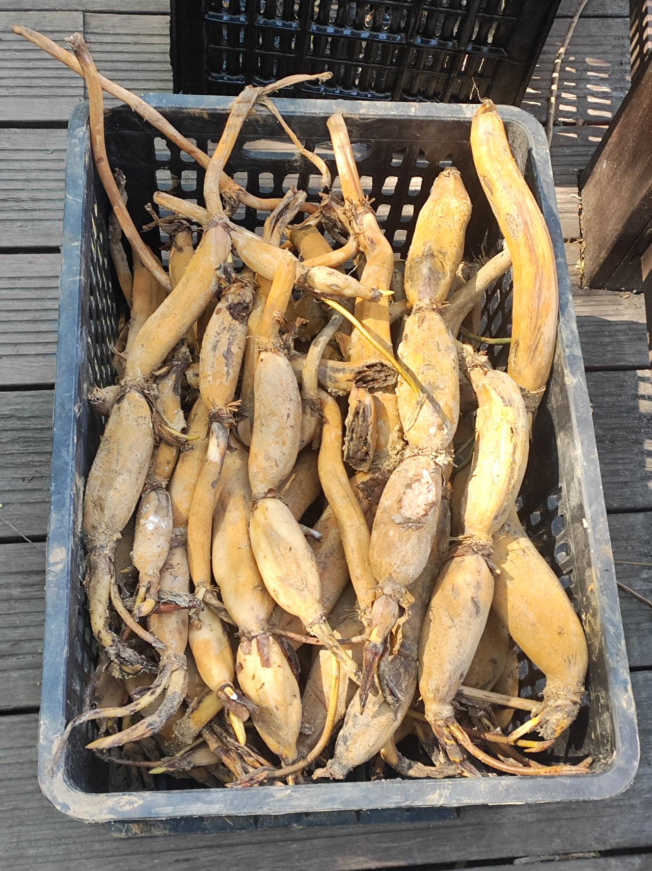 种藕
小东湖今年翻塘后，准备种新的品种。今天正好看见种藕，第一次见，很好奇，看了