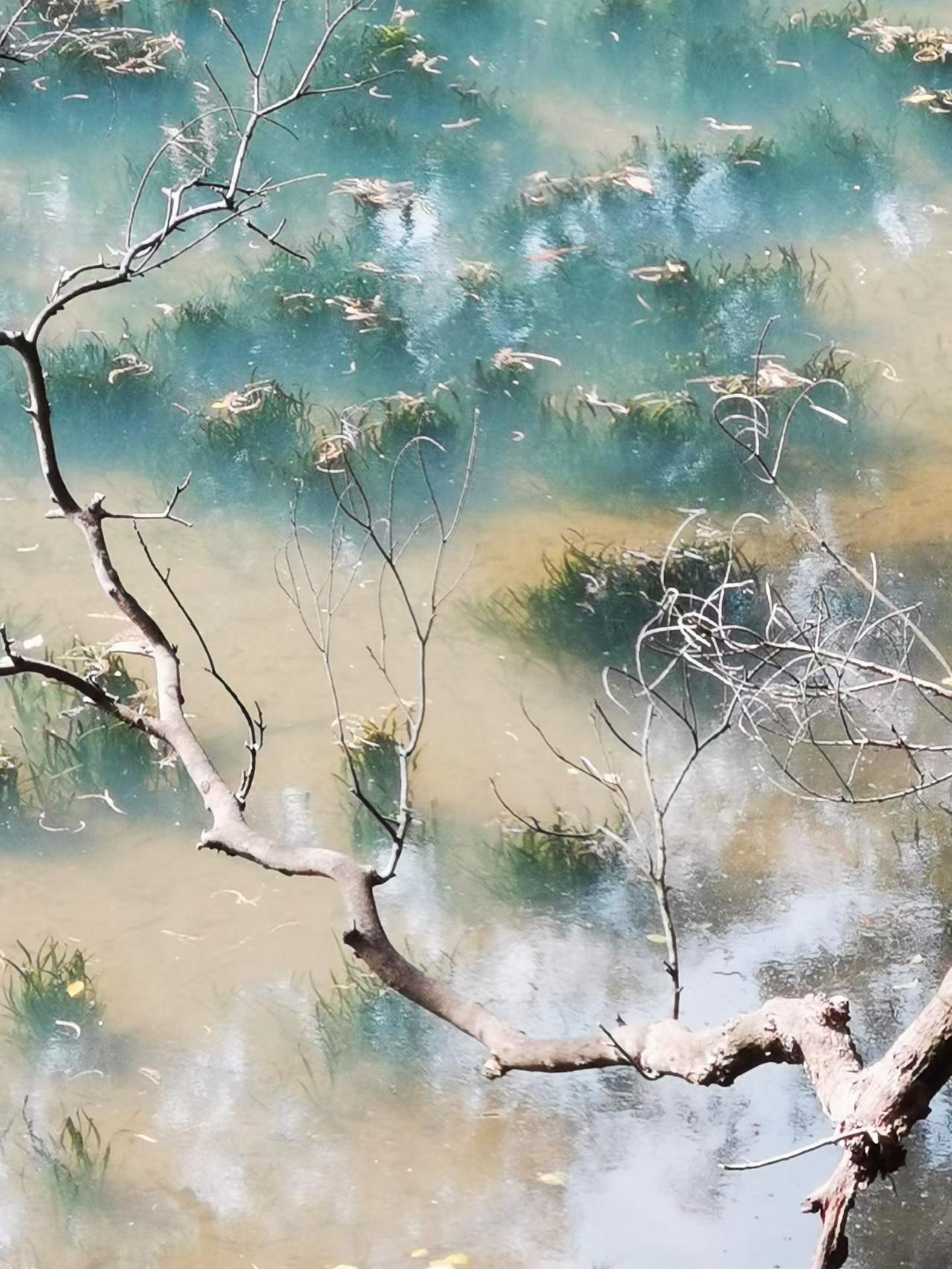 广州麓湖公园，天刚亮，麓湖美如的水墨丹青，美轮美奂，随手一拍，恍如油画。

湖水