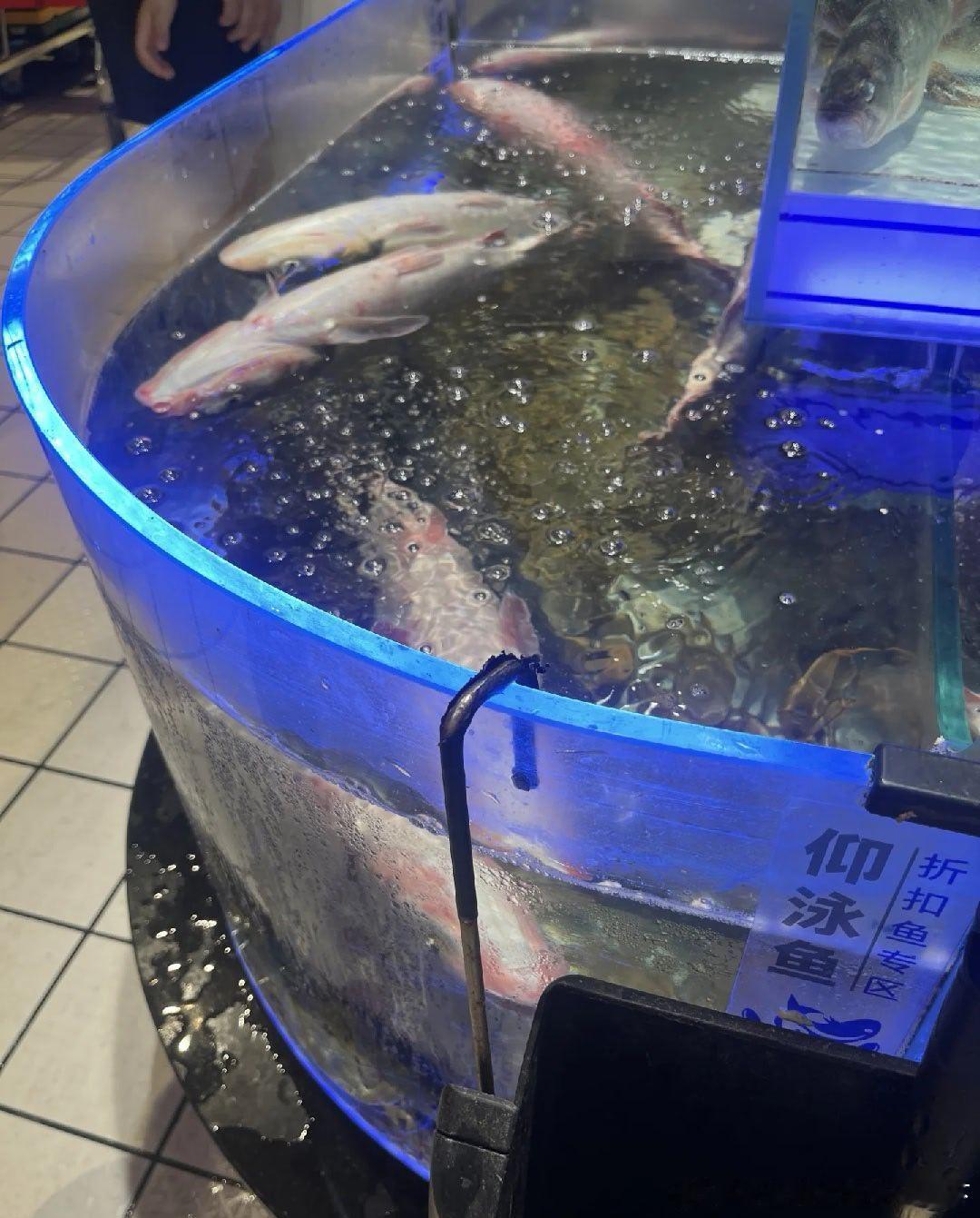 6220第一次在现场见到仰泳鱼 