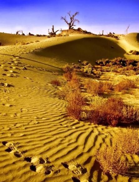 为什么现在要大规模的治理塔克拉玛干大沙漠，一个33万平方公里区域。因为以色列可以