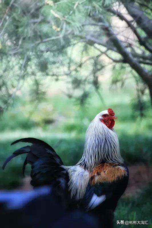如果公鸡突然都没了，那可不得了。鸡可是人类最早驯化的动物之一，至少有8000年历