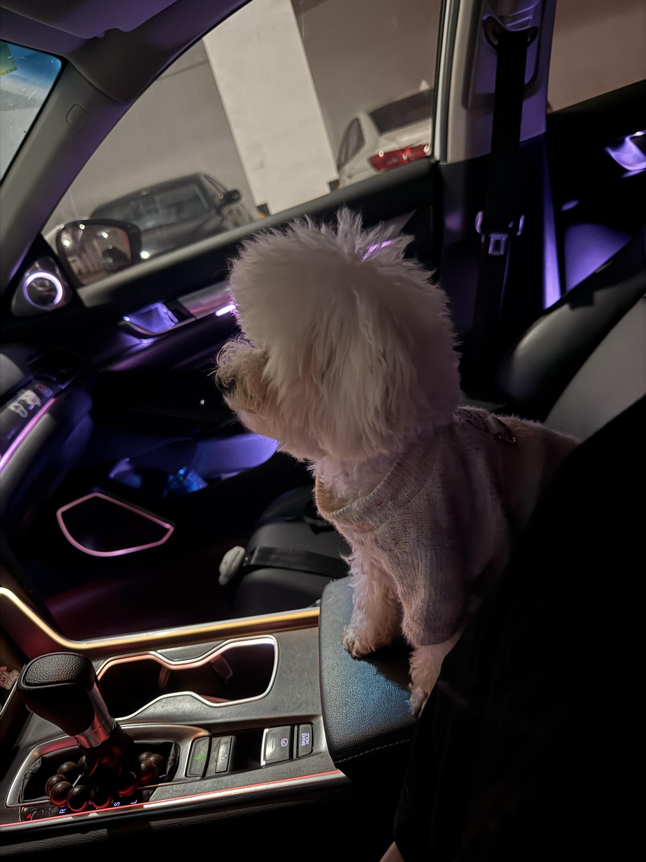 小狗有了自己的专属座位🐶