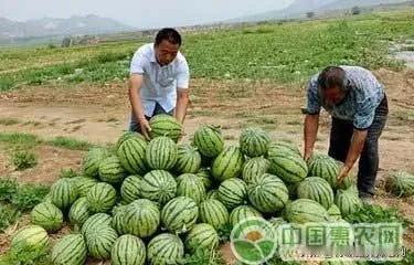 如果有农民问我明年种啥好赚钱，我就说种西瓜，只要不出意外，肯定能赚到钱。
许多瓜