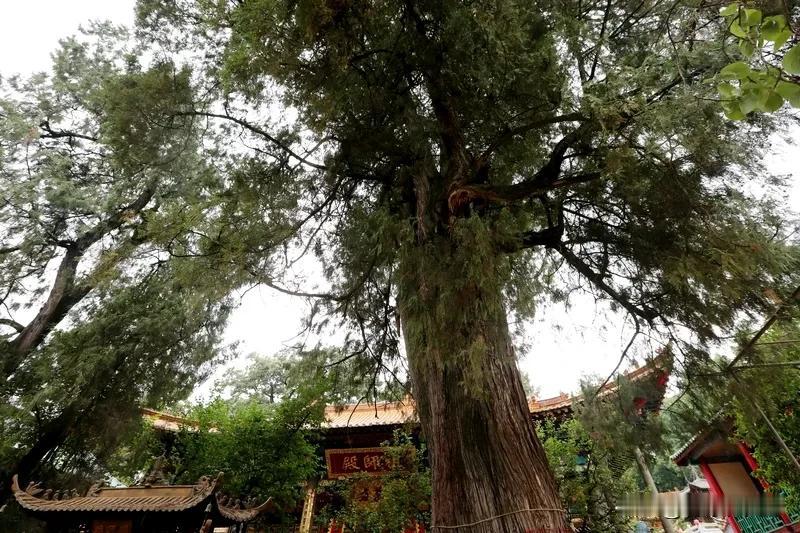 《七律  山居感怀》
山头卧对风吹雨，静看云奔意趣闲。
古木参天遮倦眼，幽林蔽日