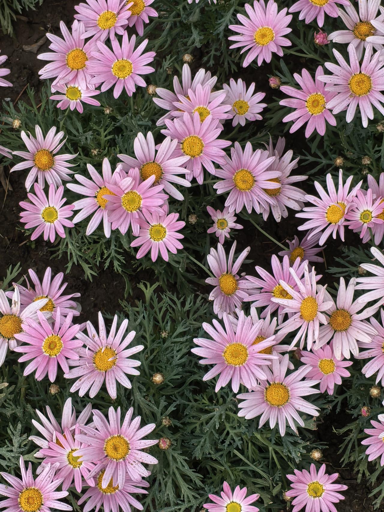 荒郊僻壤自芳菲，
不借春风不借辉。
纵使无人知姓字，
也开烂漫向朝晖。