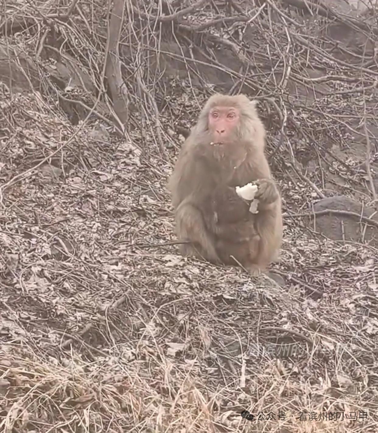 滨州一景区“猴出没”

马年新春，山东滨州邹平鹤伴山景区的野生猕猴成热门看点，游