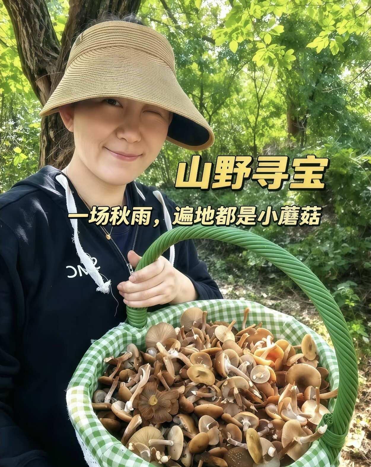 山野寻宝｜一场秋雨，遍地都是小蘑菇
一场秋雨落过，山林瞬间被唤醒🌧️
林间悄悄