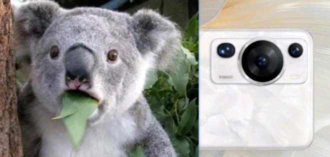 #华为Pura70摄像头像北极熊#异性摄像头的辨识度自然是高的，比起如今一众的圆