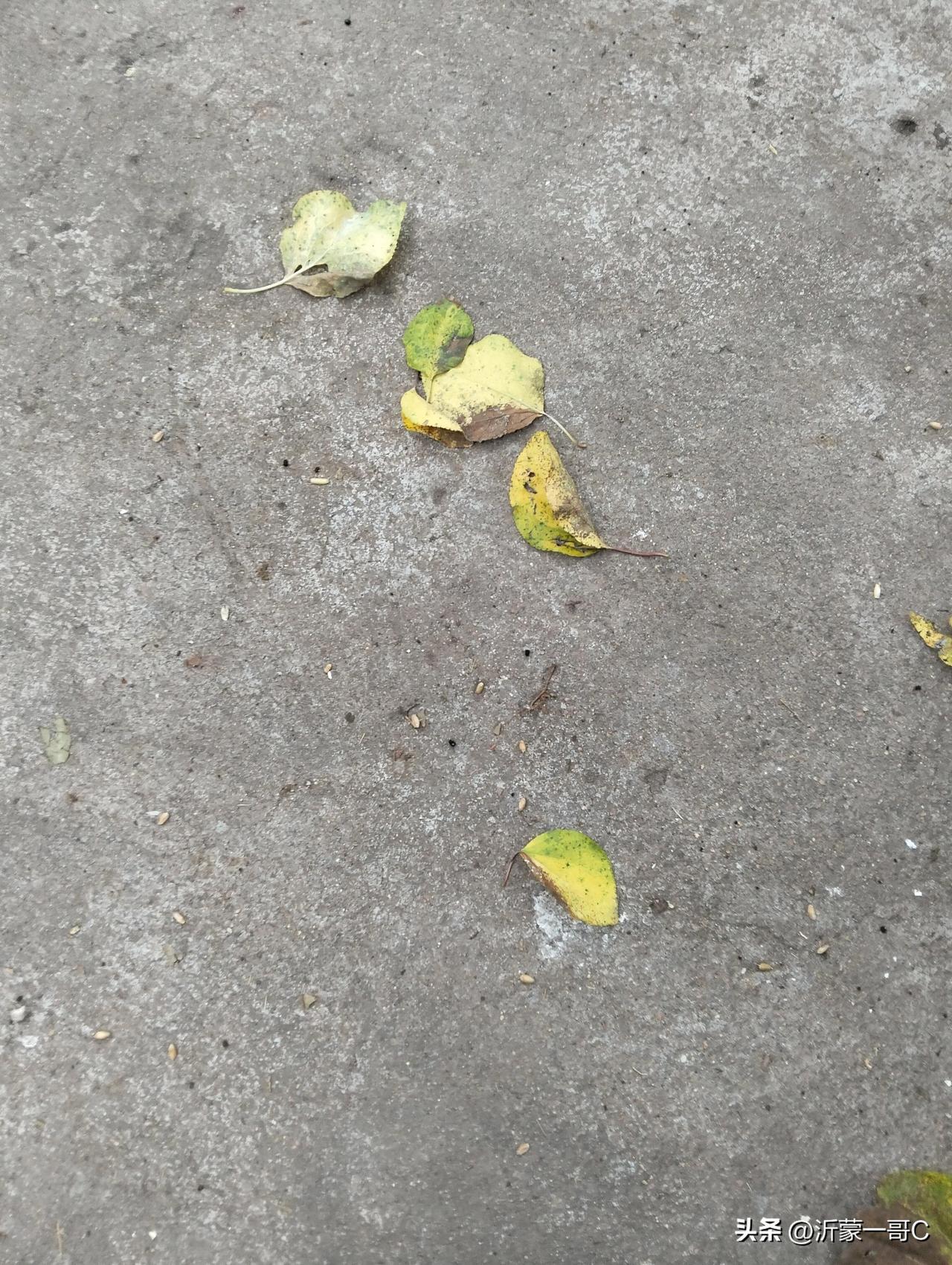 立秋就是秋天来了！立马就能看出秋天的味道，天气凉爽，树上开始落叶了。