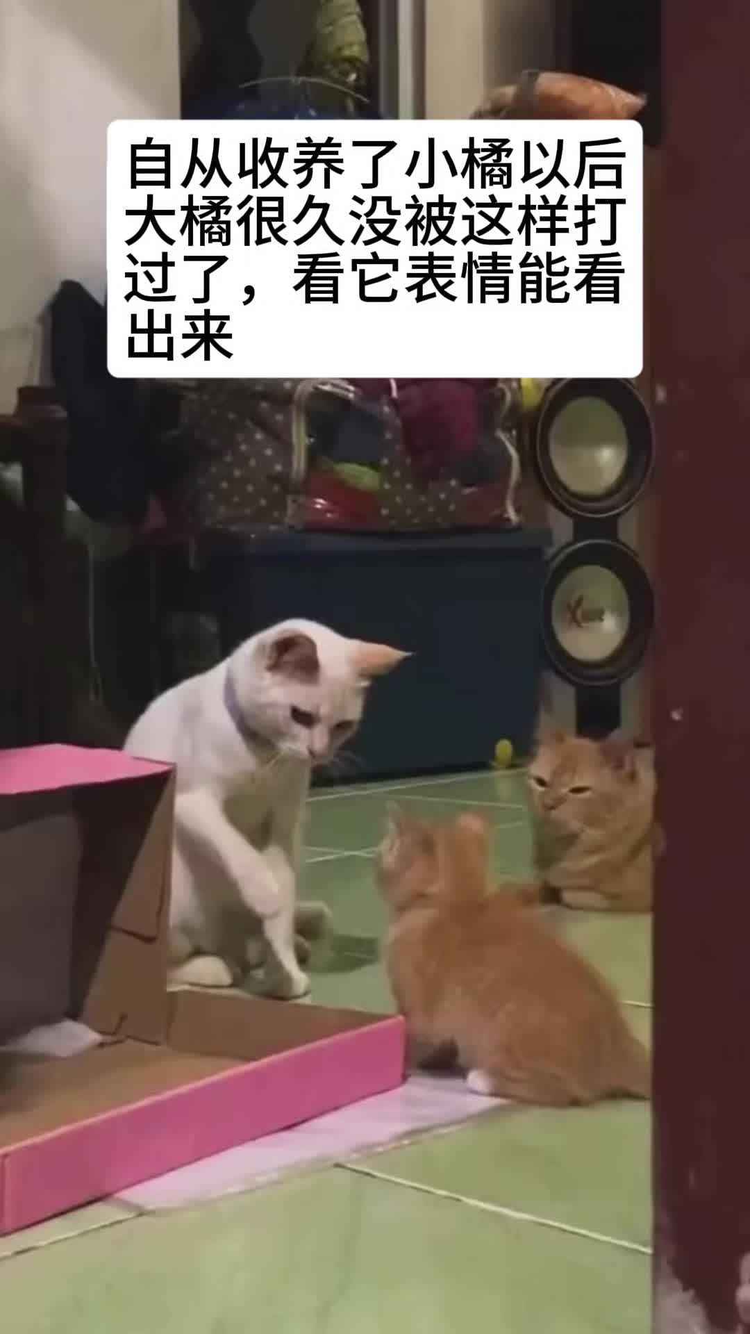 大橘表情