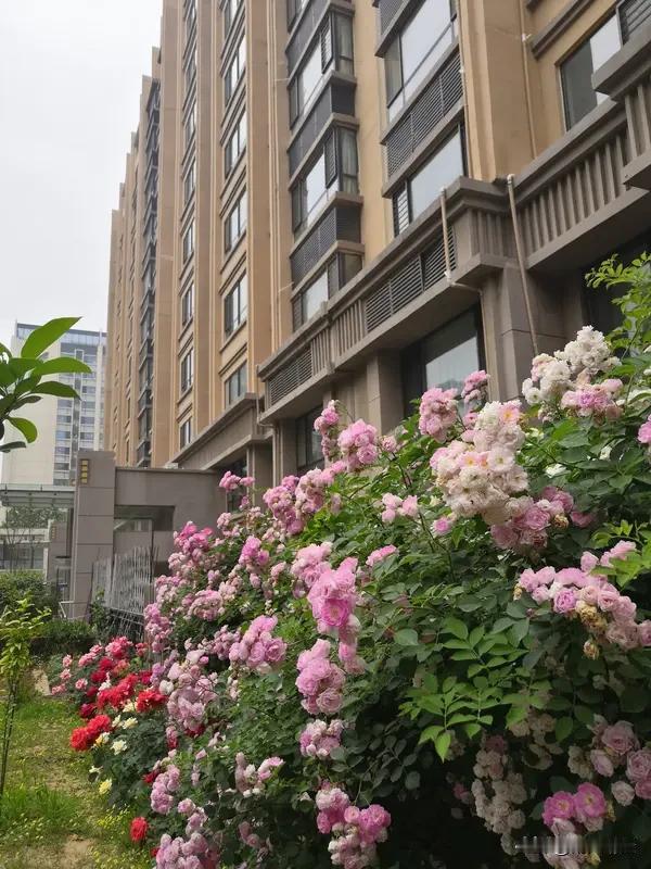 上联：花开富贵香盈院
 
下联：竹报平安福满门