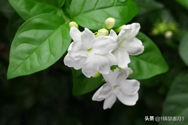 流苏缱绻花自醉，
茉莉婆娑蕊生香。
网络图片