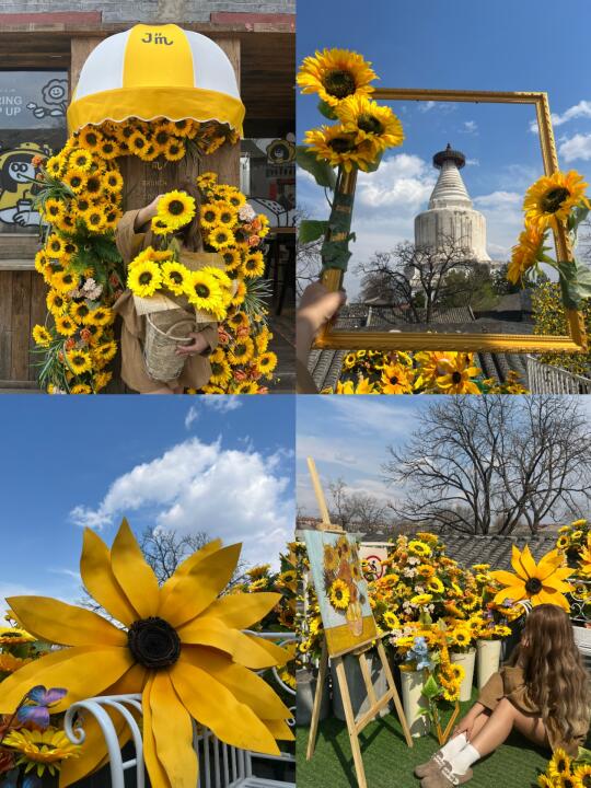 北京胡同！误入绝美向日葵🌻花海