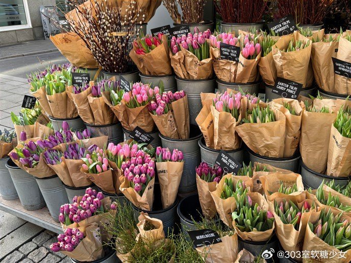 春天是郁金香的季节.ᐟ.ᐟ 
