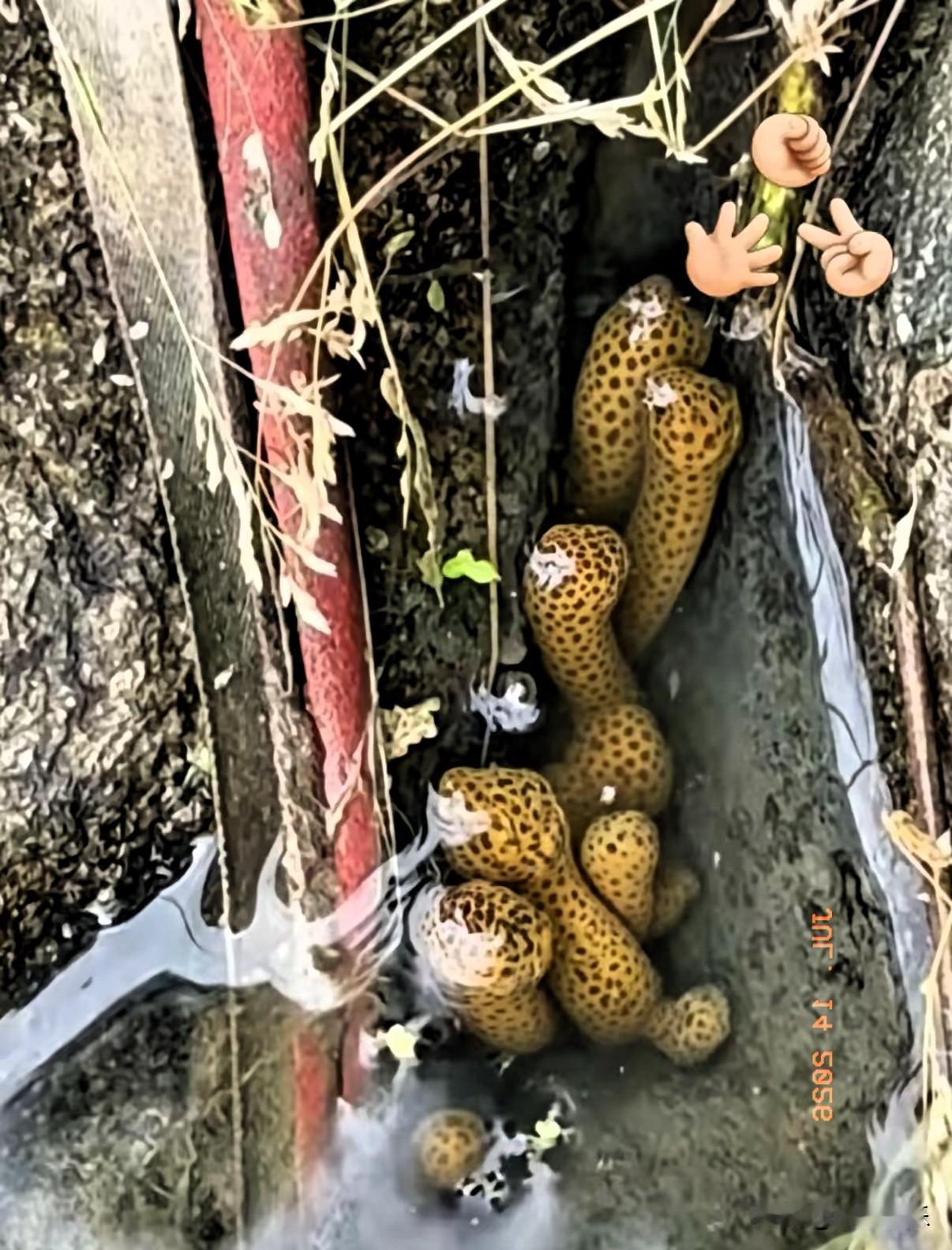 近日，广西梧州，一位村民去自家果园检查灌溉水渠时，没成想，居然在渠道底部一个石缝