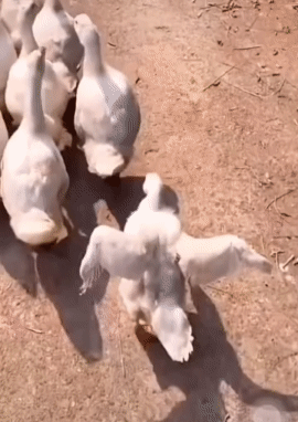 浪不浪，看走相