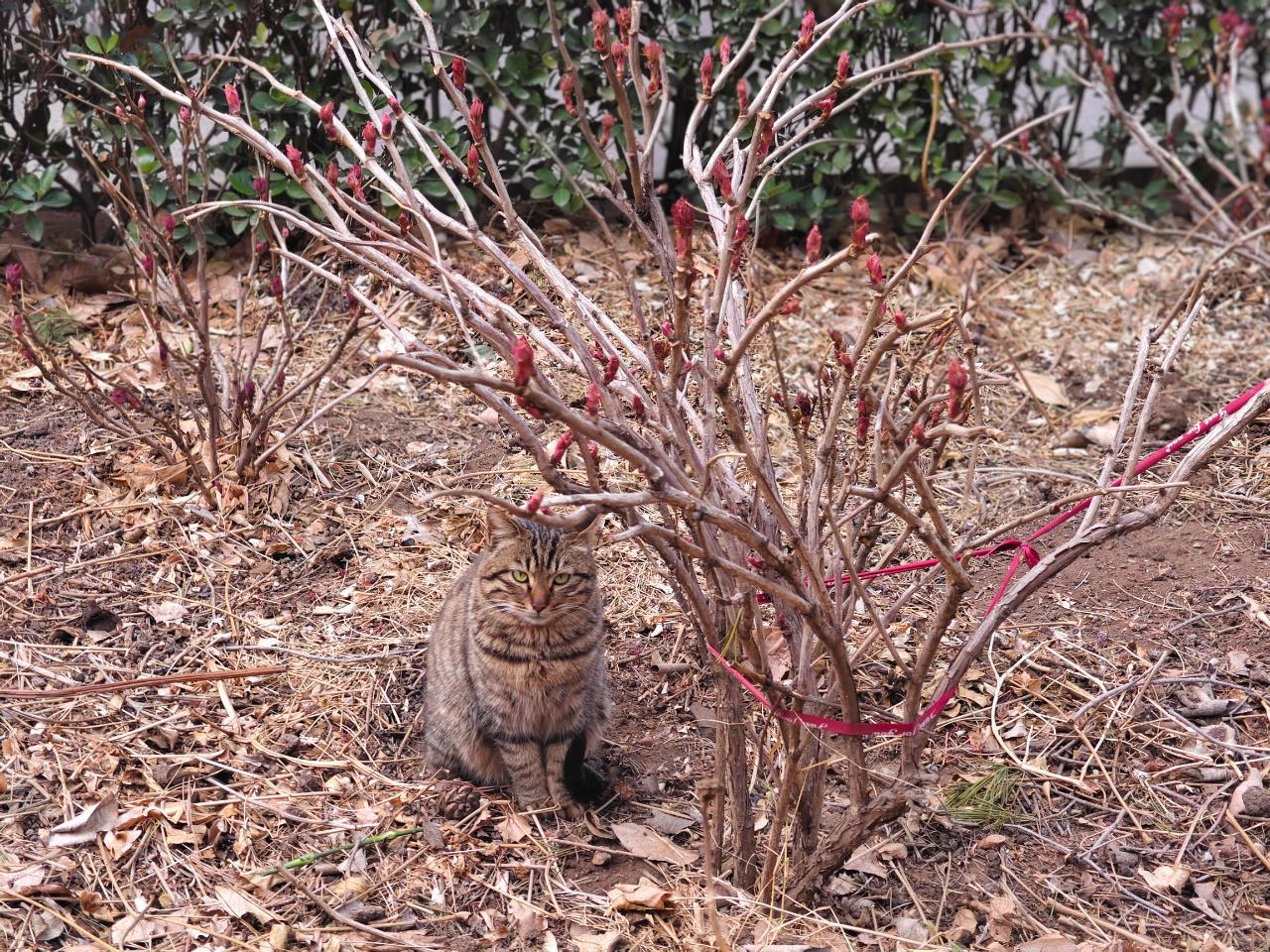 8555【🐈】保护色 牡丹枝下的狸花猫 ​​​