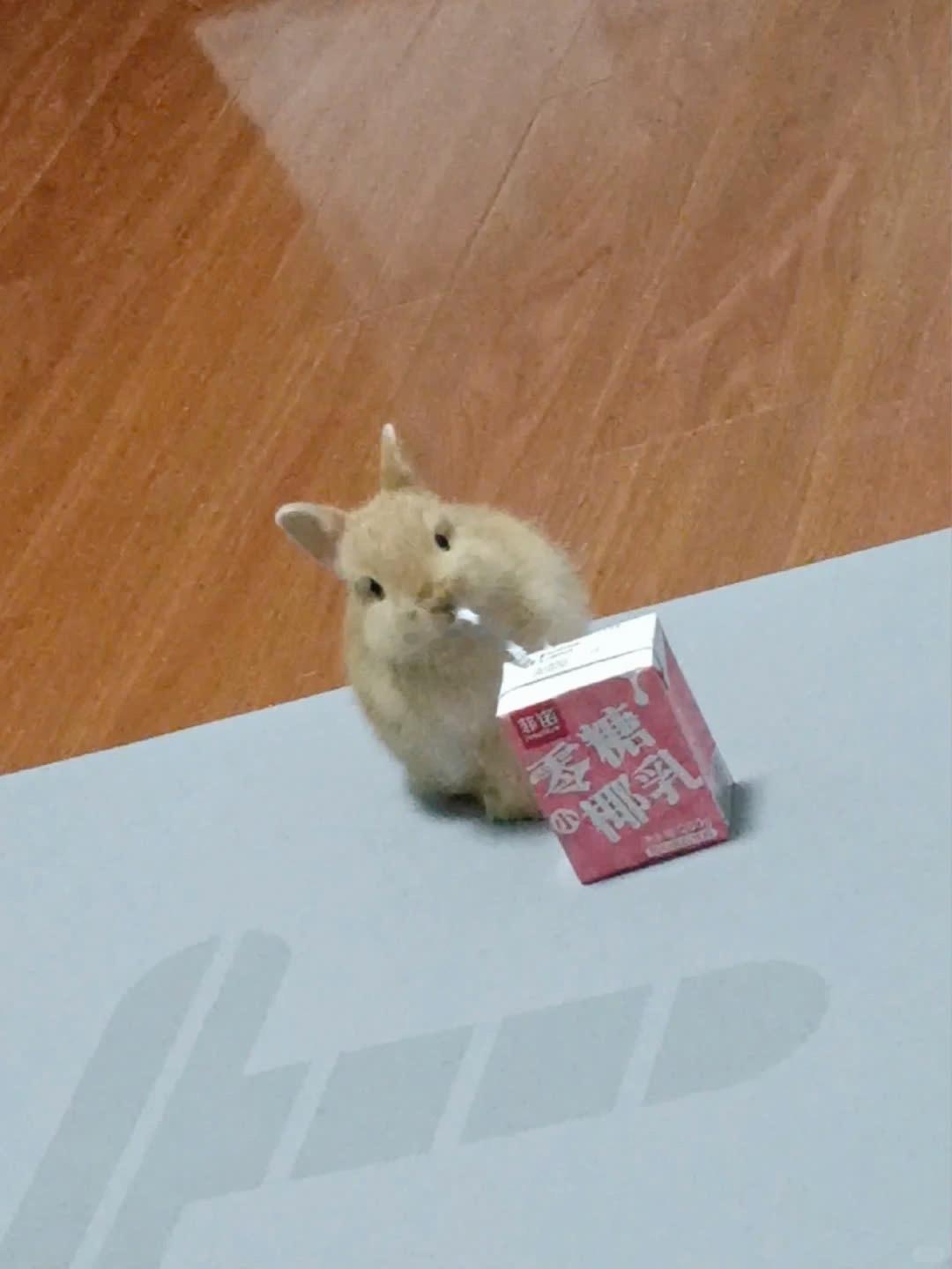 小程秀摄入糖分后邵群啃嘴子尝起来更甜了
