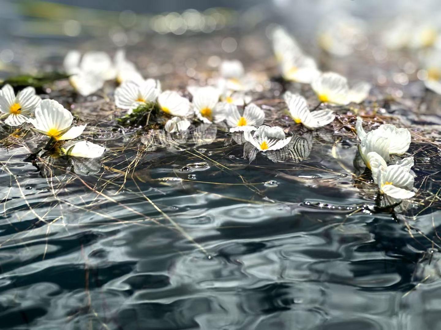 遇见泸沽湖 海菜花
