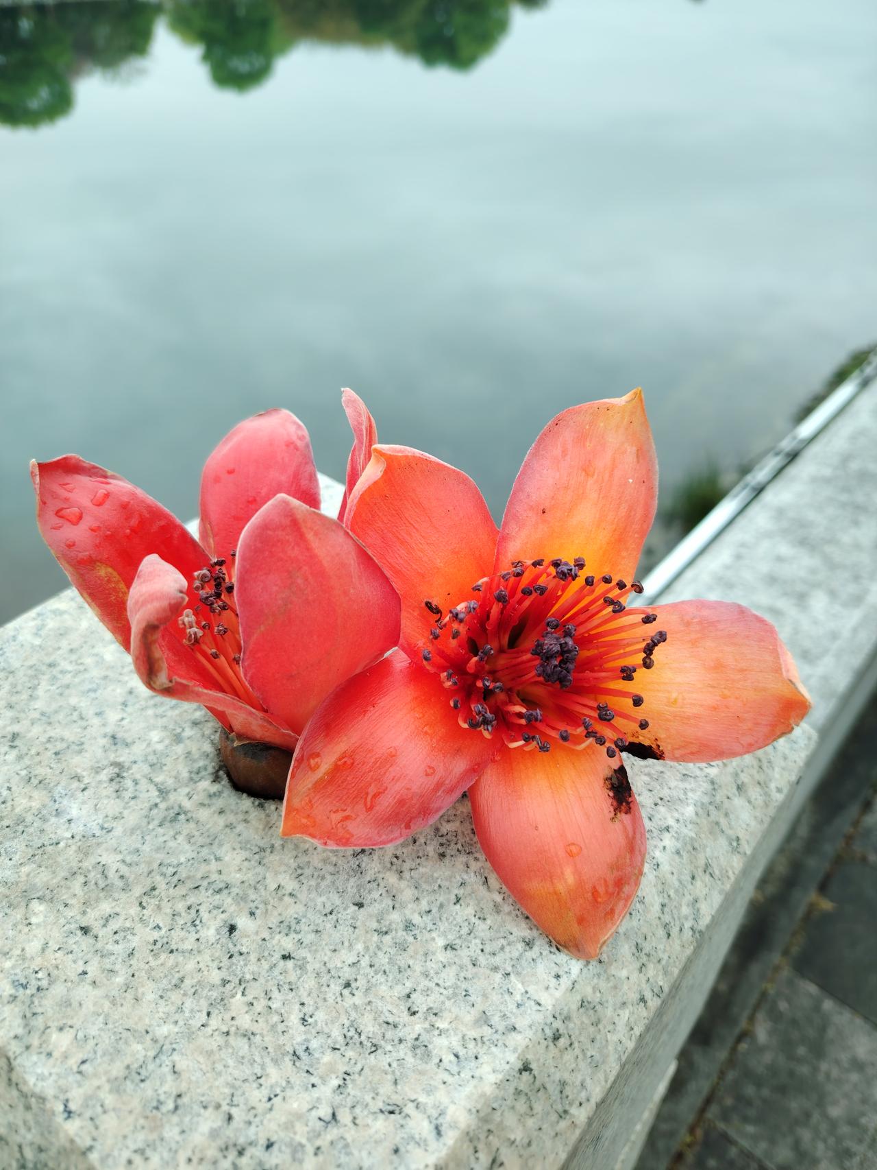 雨后初晴，娇艳欲滴的红色花朵在石栏上绽放，宛如一幅自然画卷。
雨后初晴，那娇艳欲