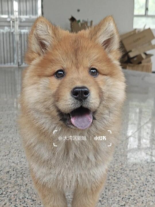 像小狮子的黄狗白脸土松妹妹，不像我删了。