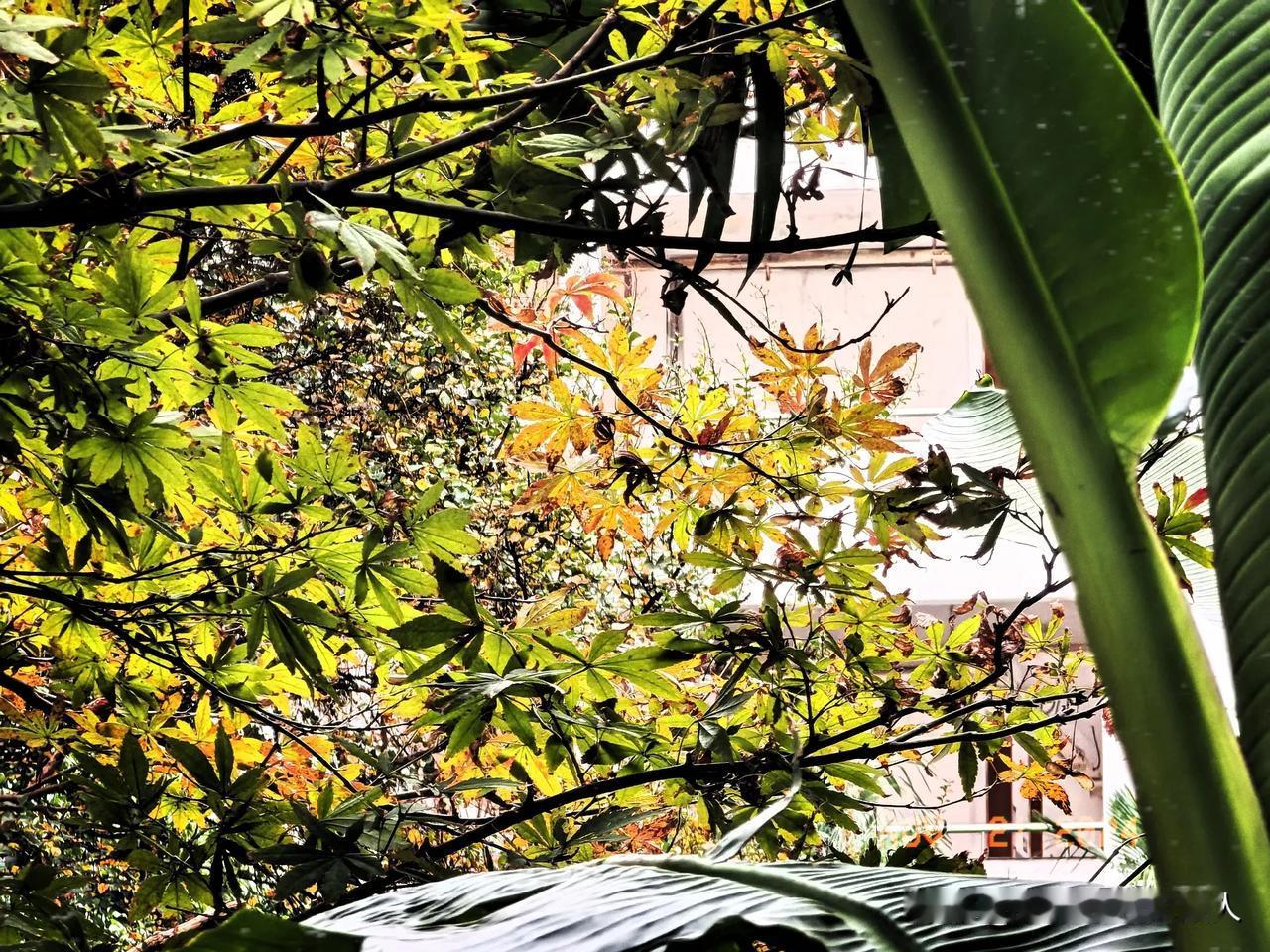 枫叶芭蕉江南冬，
霜寒露重绿配红。