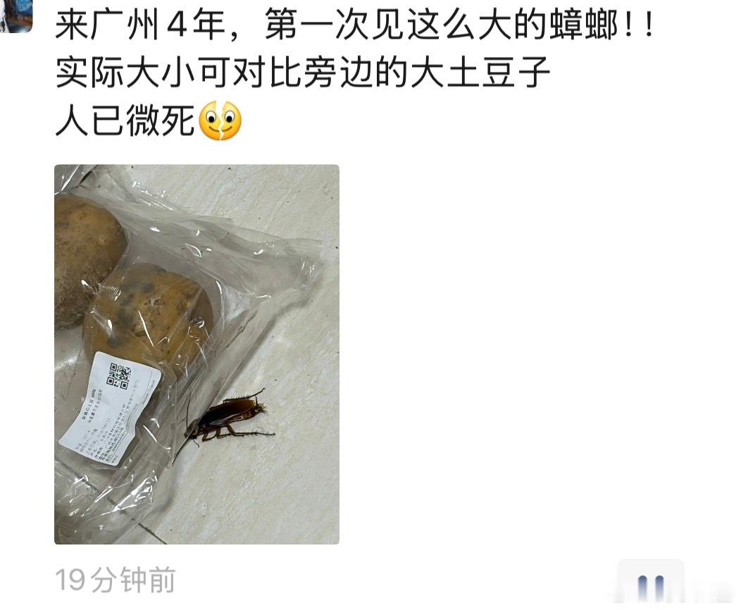 我同事、没见过这么大只的小强🪳