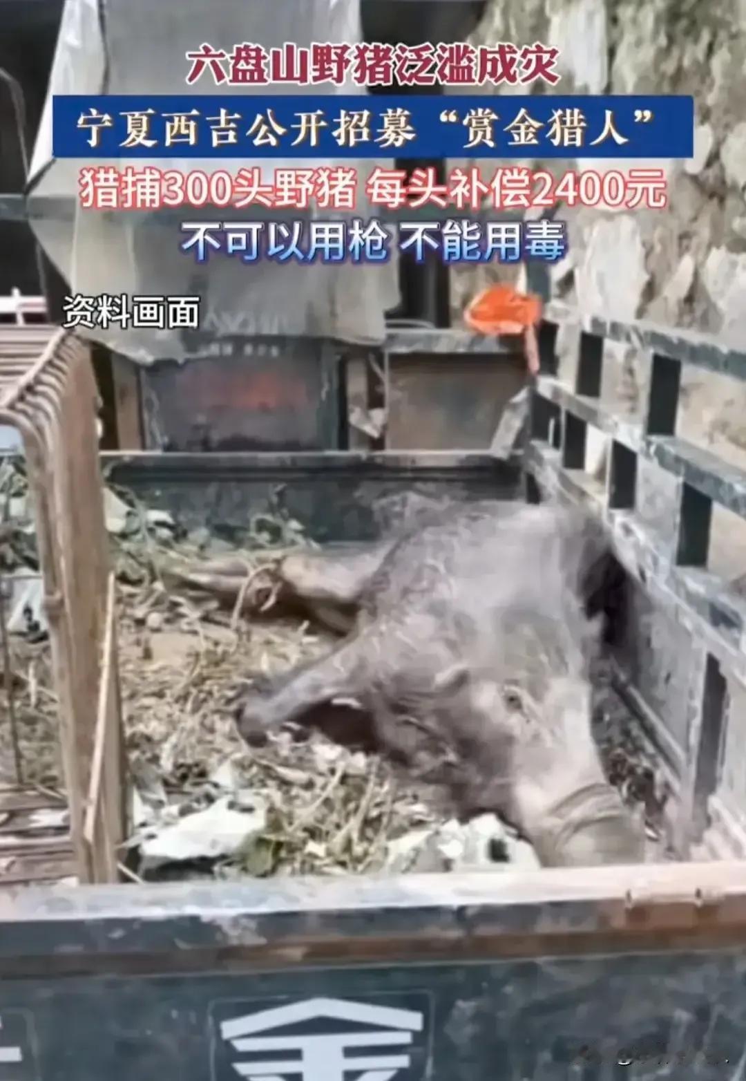 宁夏六盘山野猪泛滥成灾，去捕一头2400元。

前提：不能用毒，不能用枪

各位