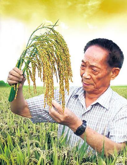 原来他已经离开5年了

之前袁隆平接受采访的时候

说了这样一段话，他说，自己曾