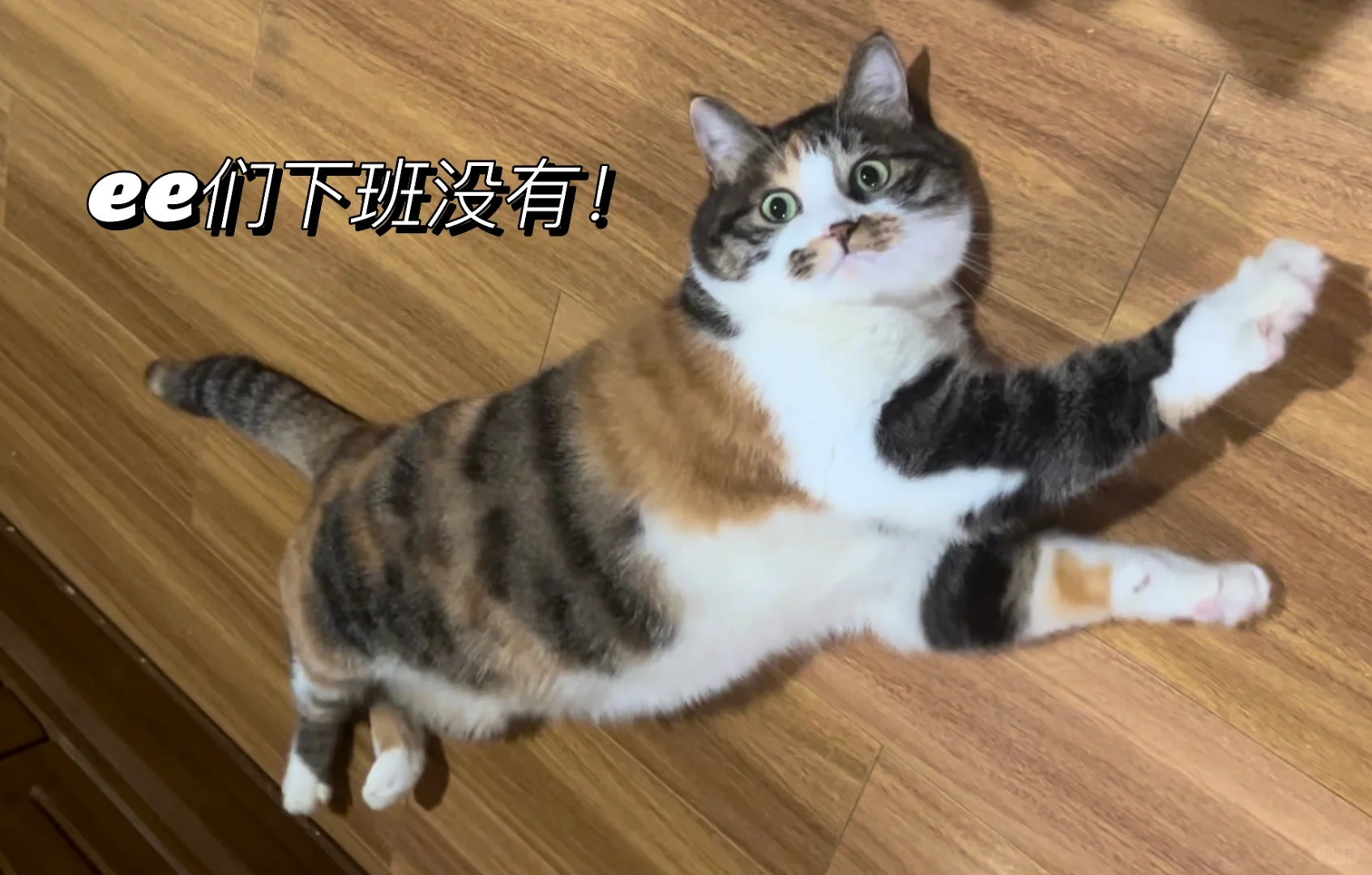 圆脸盘子😻😻