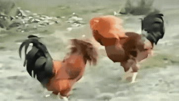 为什么呢？究竟是为什么呢？让我深深的思考？
如果来的不是一只母鸡，而是一只公鸡，