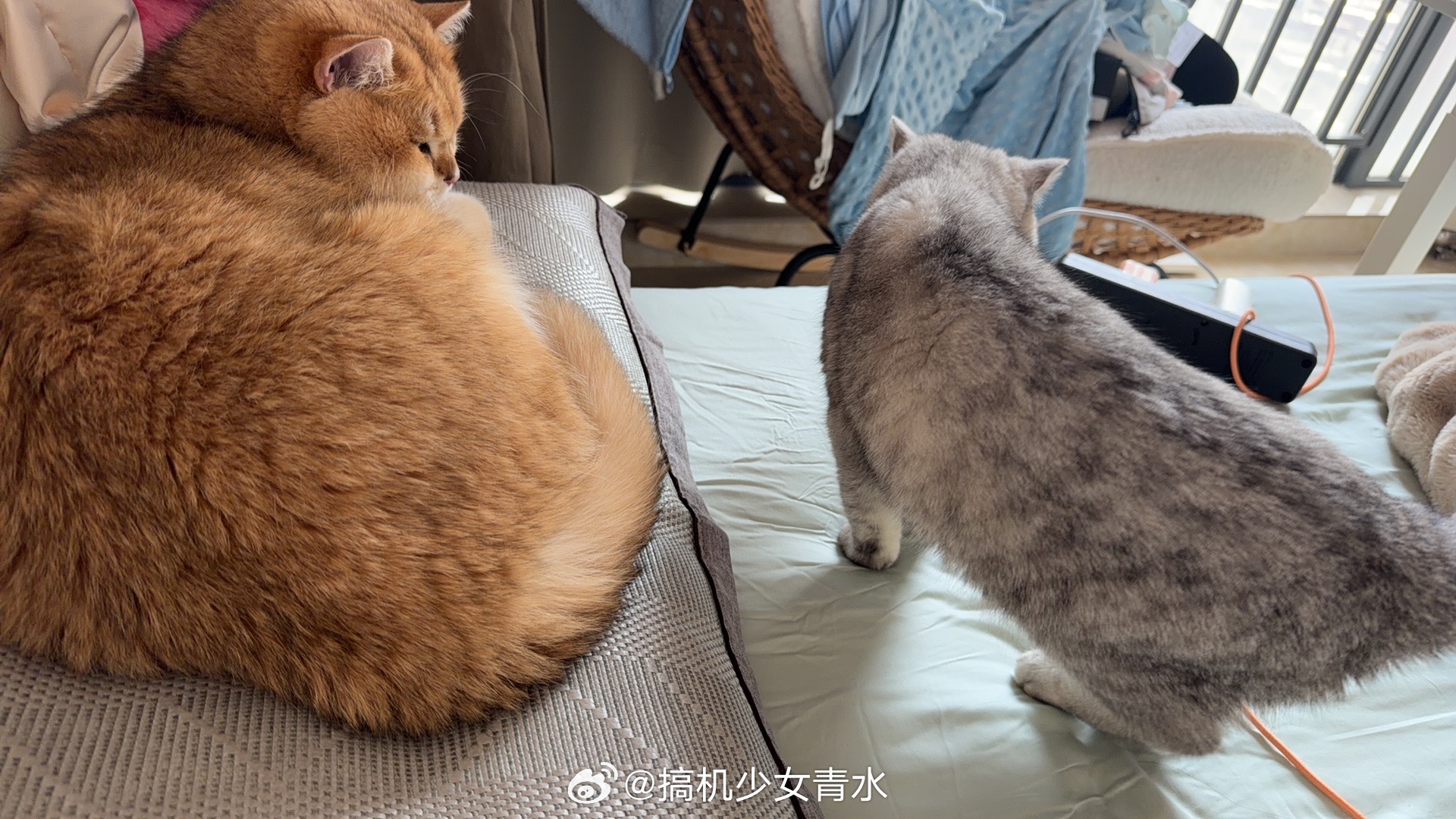 猫 讨厌和瘦子拍照虽然两个猫一起拍显得很胖 但是单独拍也不瘦呀