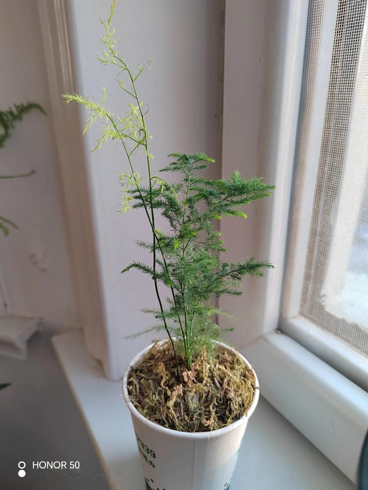 小文竹身姿亭亭玉立，它那纤细的茎宛如婀娜多姿的少女之躯，一节一节向上延伸，带着一